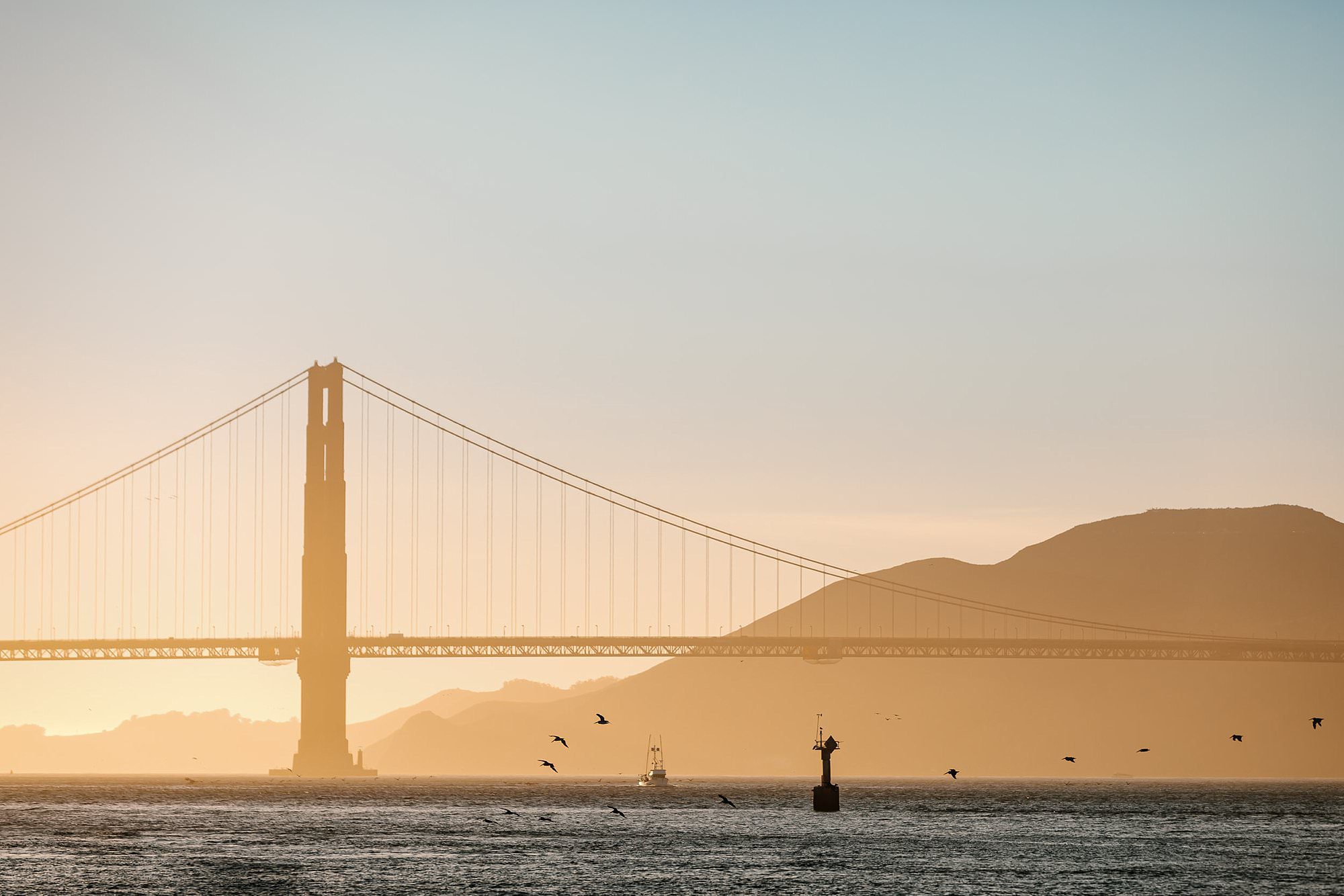Flock of bird under the Golden Gate Bridge at sunset