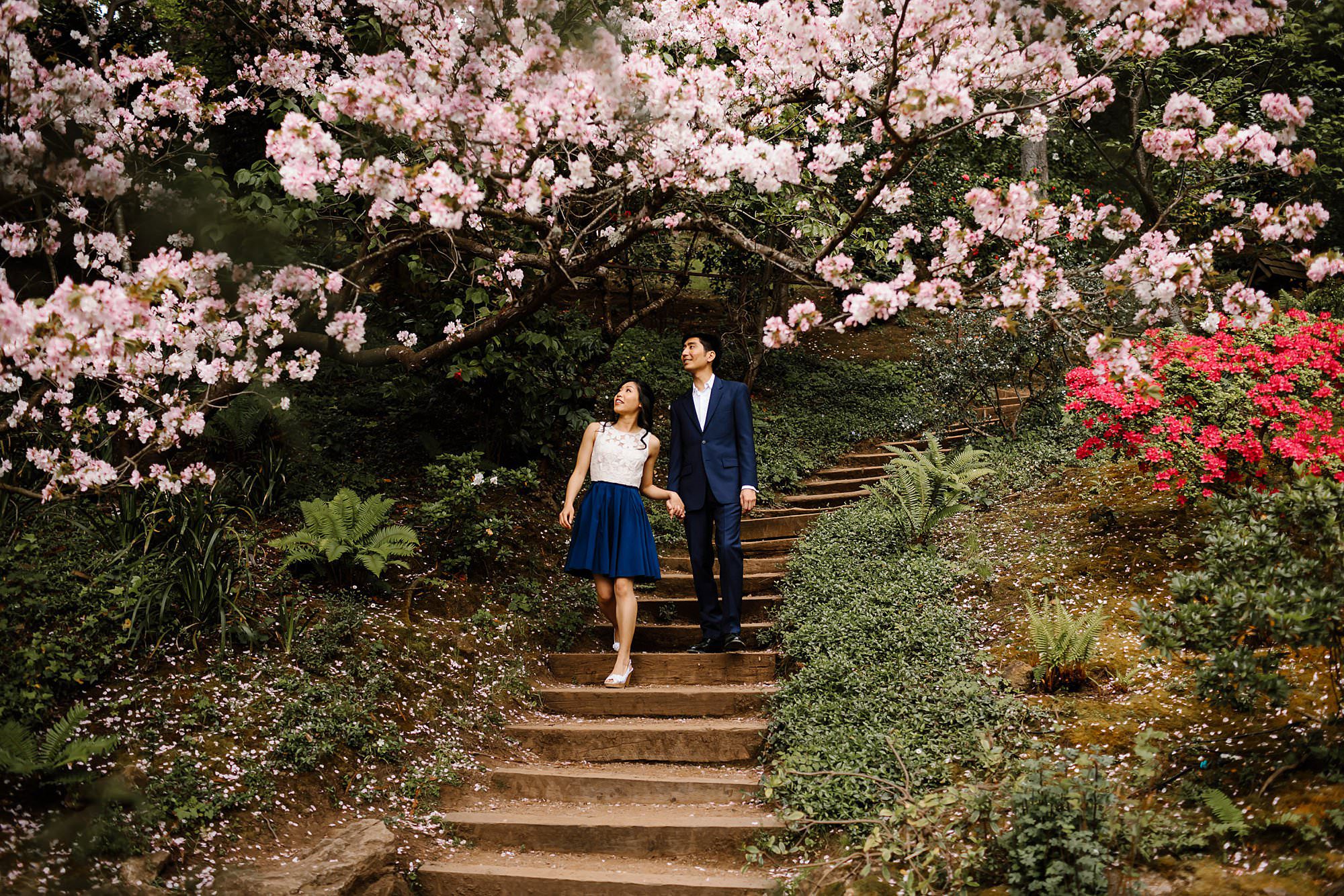 Engaged couple admiring the blooming trees while walking down the steps towards the waterfall in Hakone Estate and Gardens in Saratoga California 