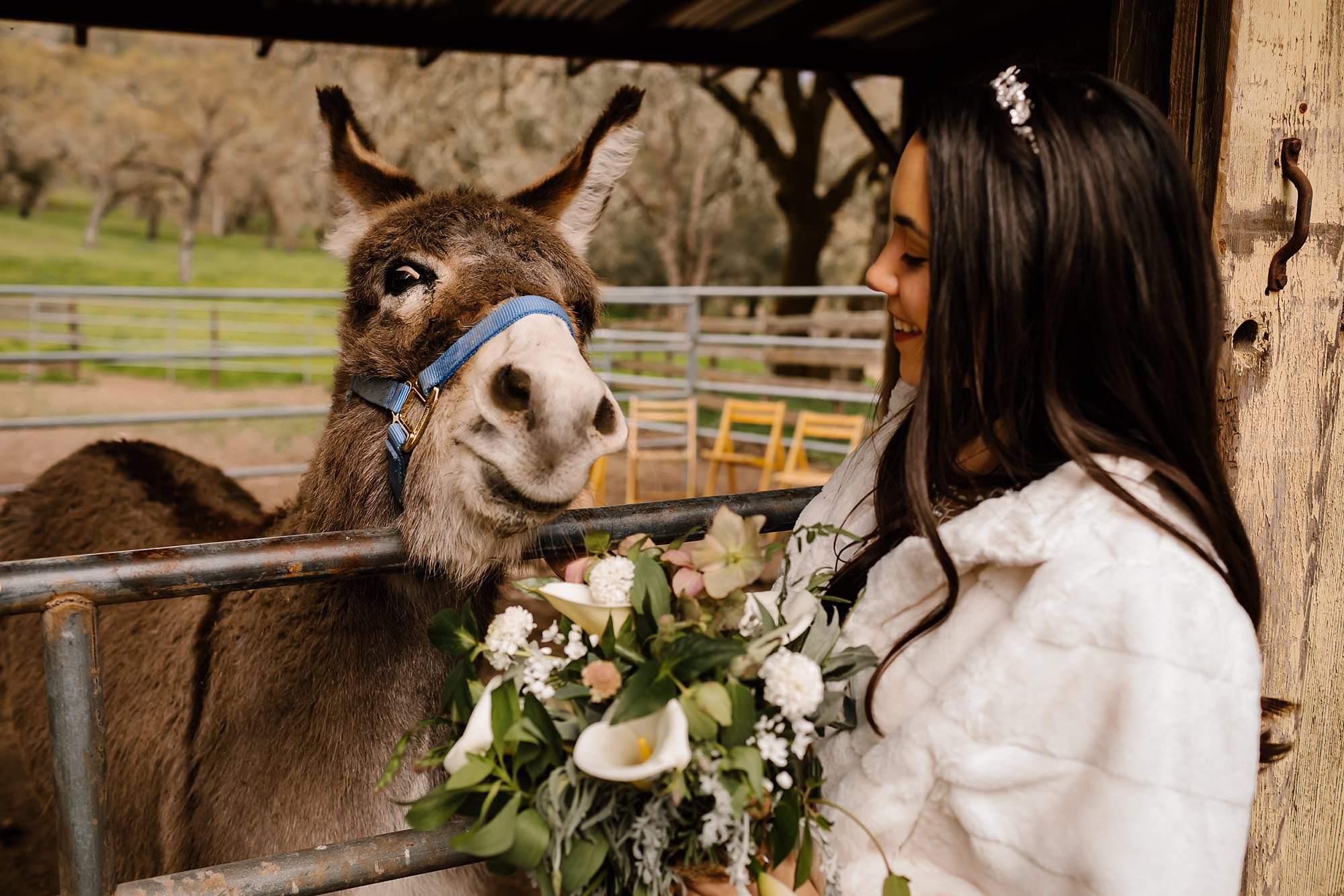 Bride greets Tangine, the rescue donkey at Beltane Ranch in Glen Ellen
