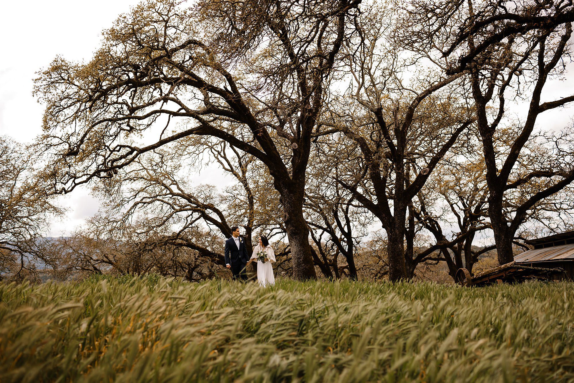Bride and groom walk through the tall spring grasses beneath the oaks at Beltane Ranch