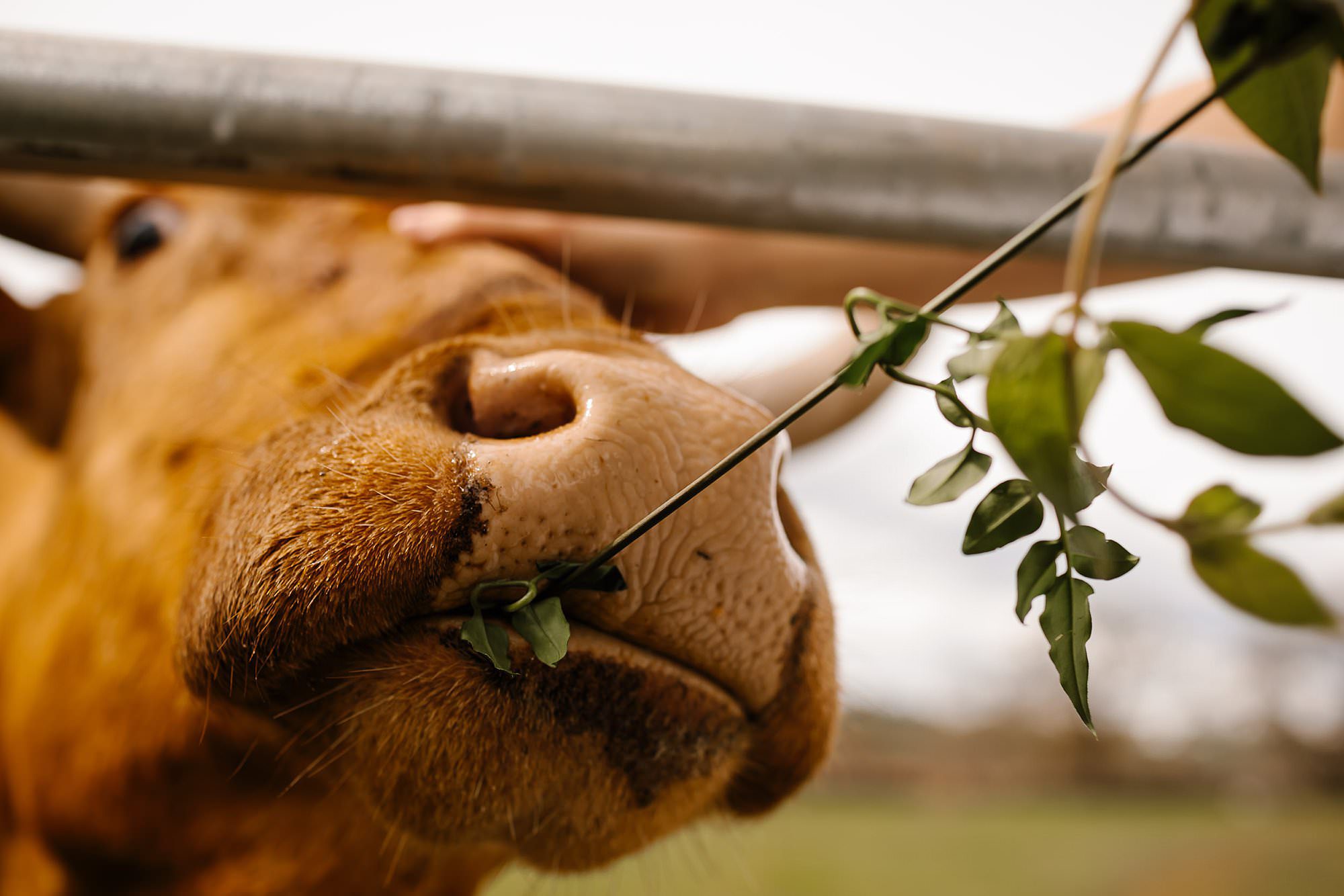 Paisley the long horn helps himself to greenery cascading from the brides bouquet at an intimate Beltane Ranch elopement