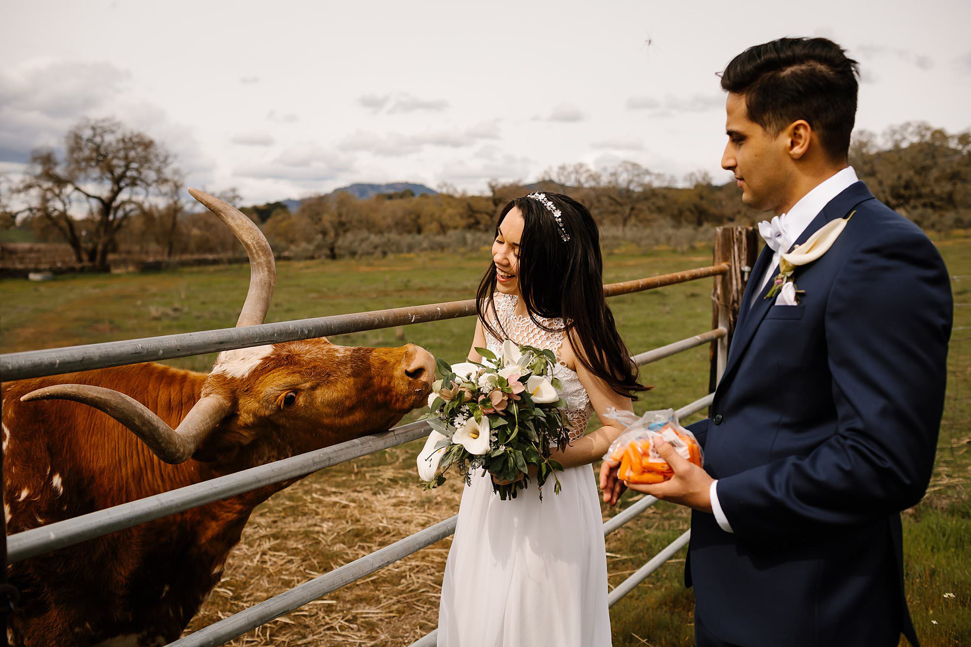 Bride and groom feed carrots to Paisley the long horn at Beltane Ranch in Glen Ellen