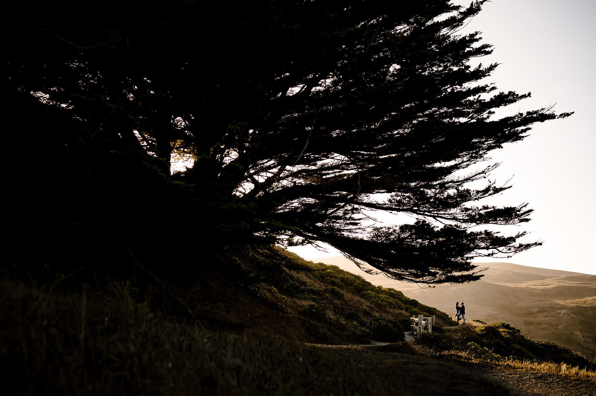 Engaged couple silhouetted against the sunset under a large cypress tree at Pt Reyes