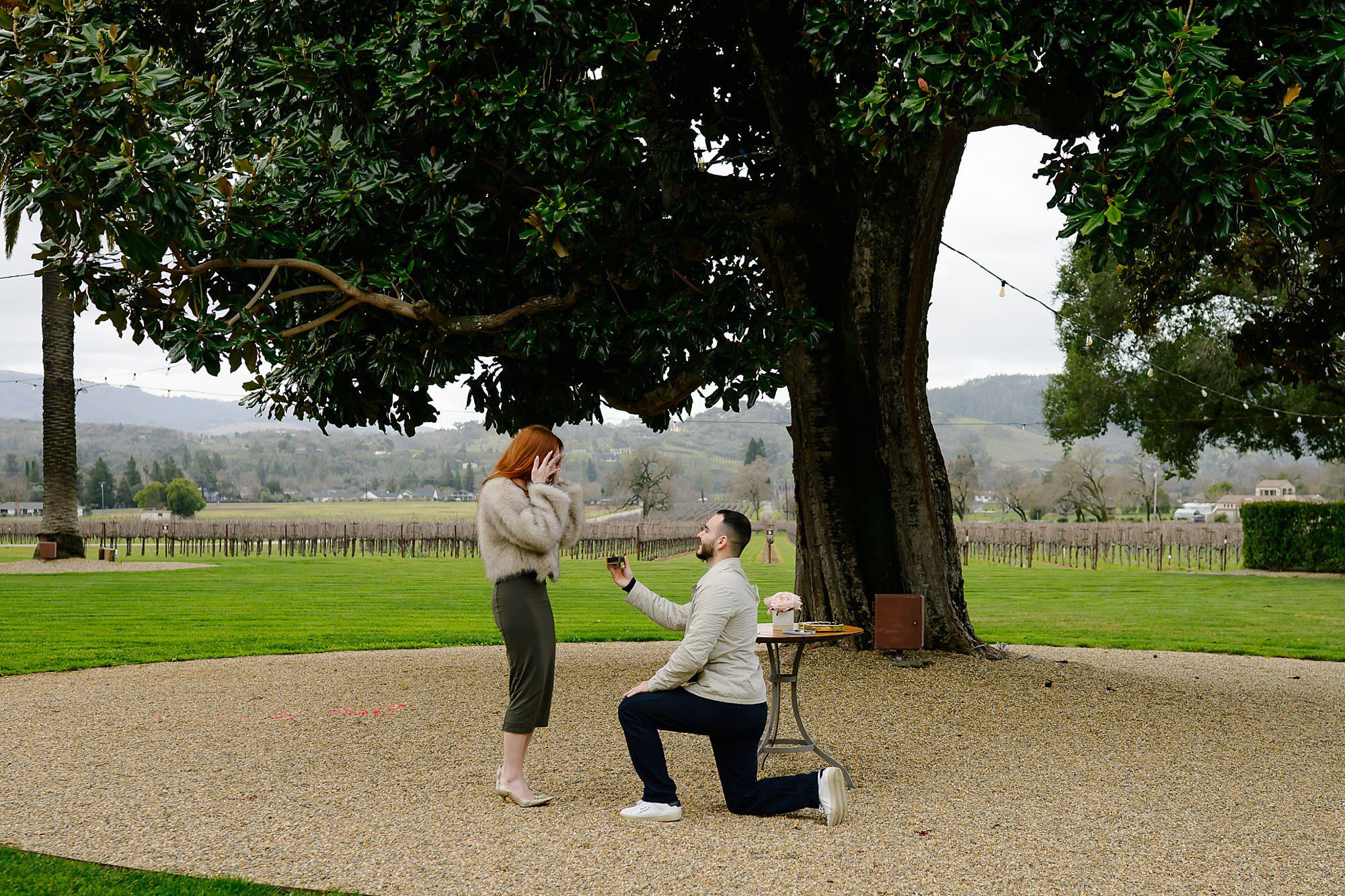 Marko down on one knee proposing under the giant magnolia tree at Chateau St Jean in Kenwood, CA