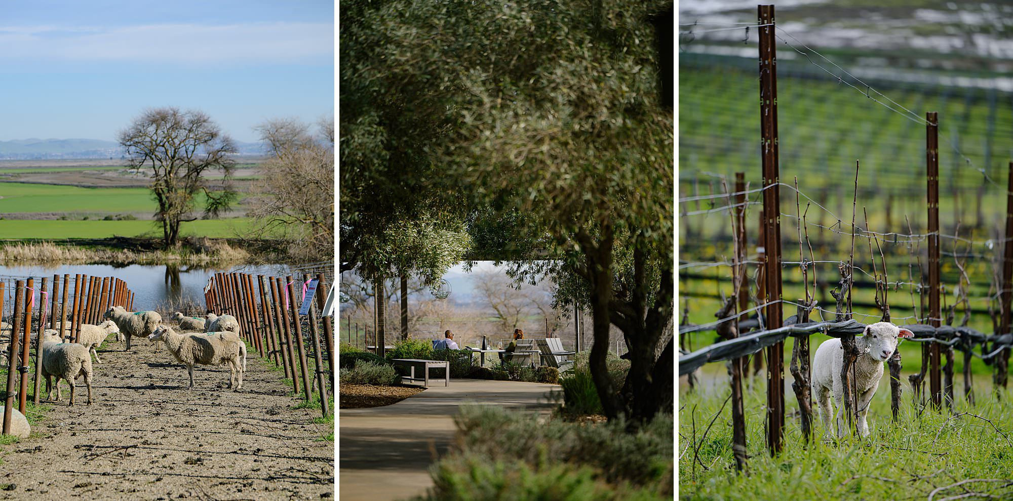 Triptych of the sheep grazing at Ram's Gate winery while couple enjoys a tasting under the pergola