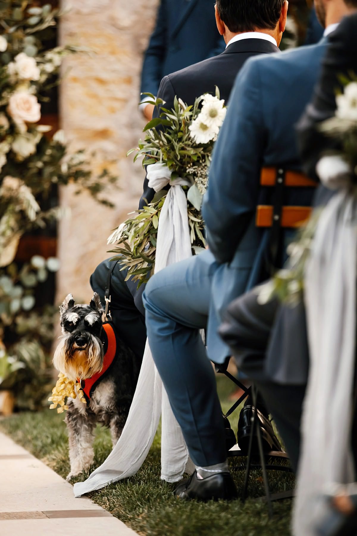Miniature Schnauzer at the end of aisle during a ceremony at Brasswood Cellars in Napa Valley